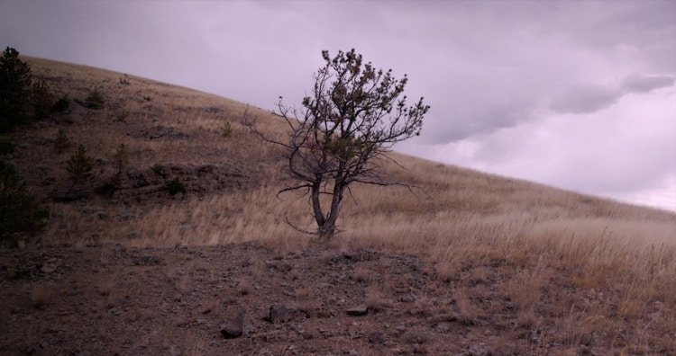 Peter Halstead Pine Wind Edit 3